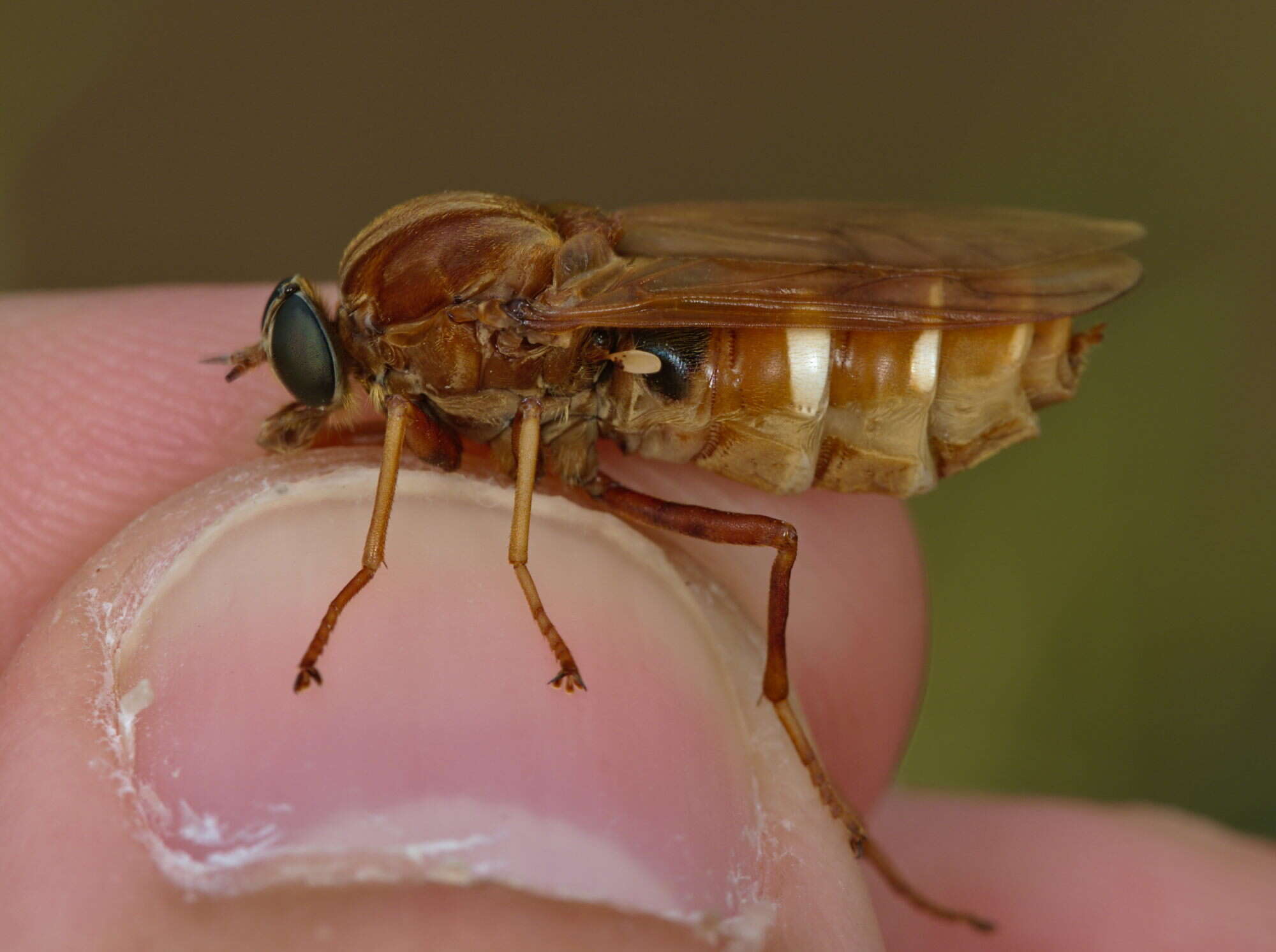 Image of Coenomyia