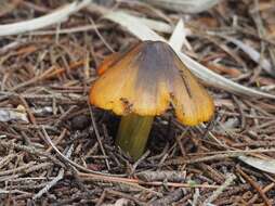 Image of Hygrocybe singeri (A. H. Sm. & Hesler) Singer 1958