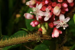 Image of Tococa platyphylla Benth.