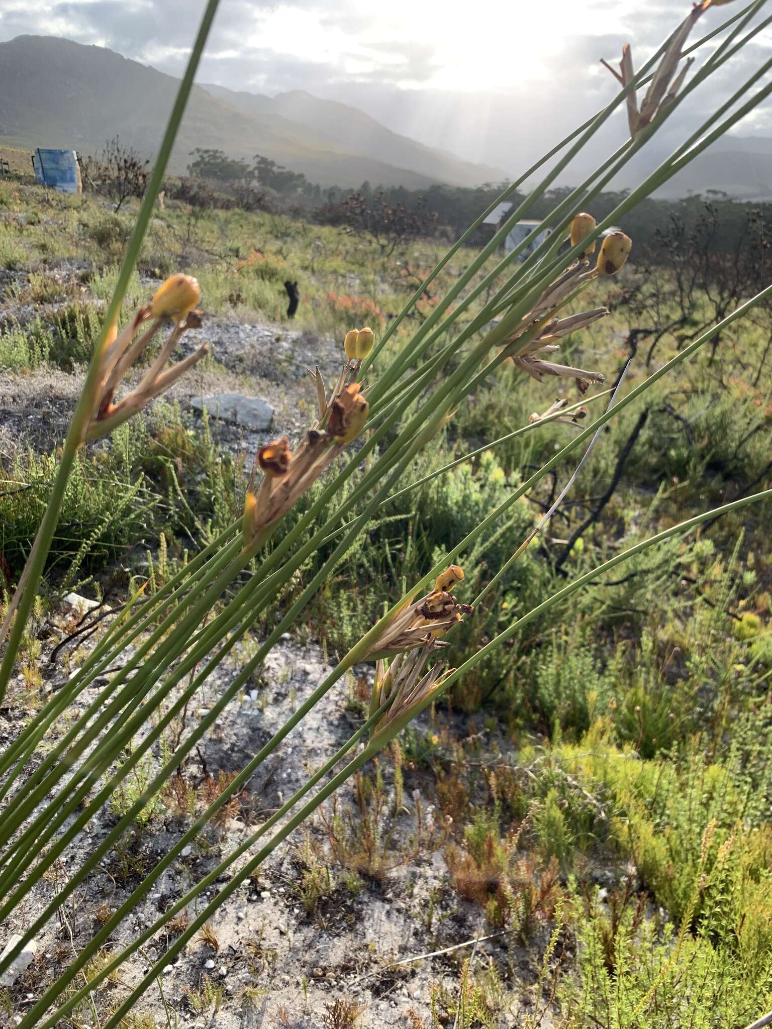 Слика од Bobartia longicyma subsp. magna Gillett ex Strid