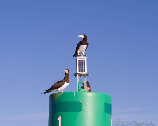 Image of Brown Booby