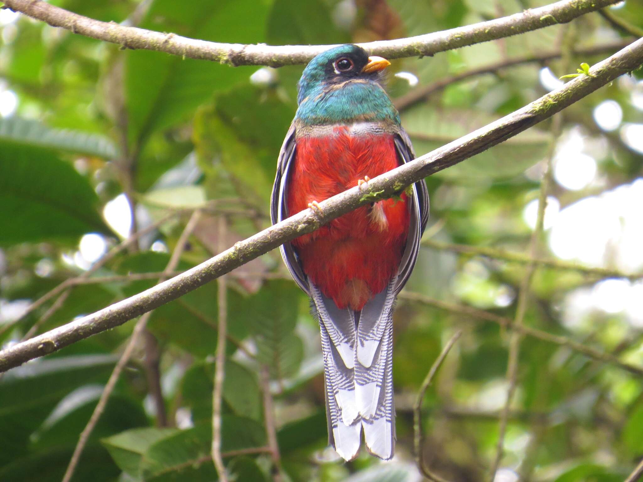 Imagem de Trogon personatus Gould 1842