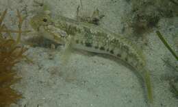 Image of Half-bridled goby