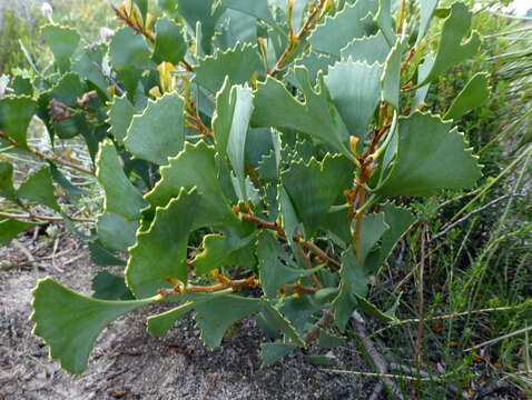 Image of Hakea flabellifolia Meissn.