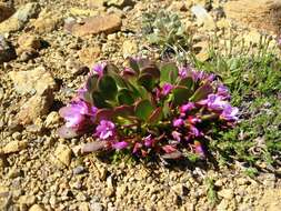 Image of alpine springbeauty