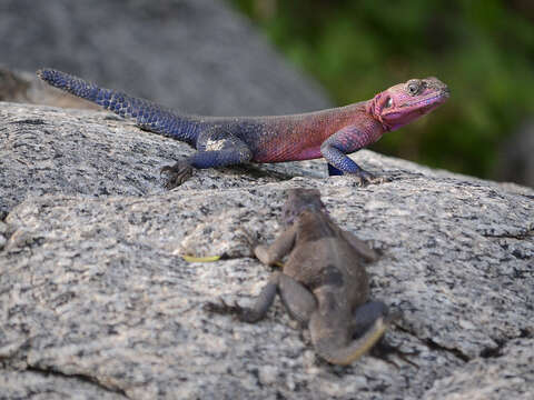 Image of Mwanza Flat-headed Rock Agama