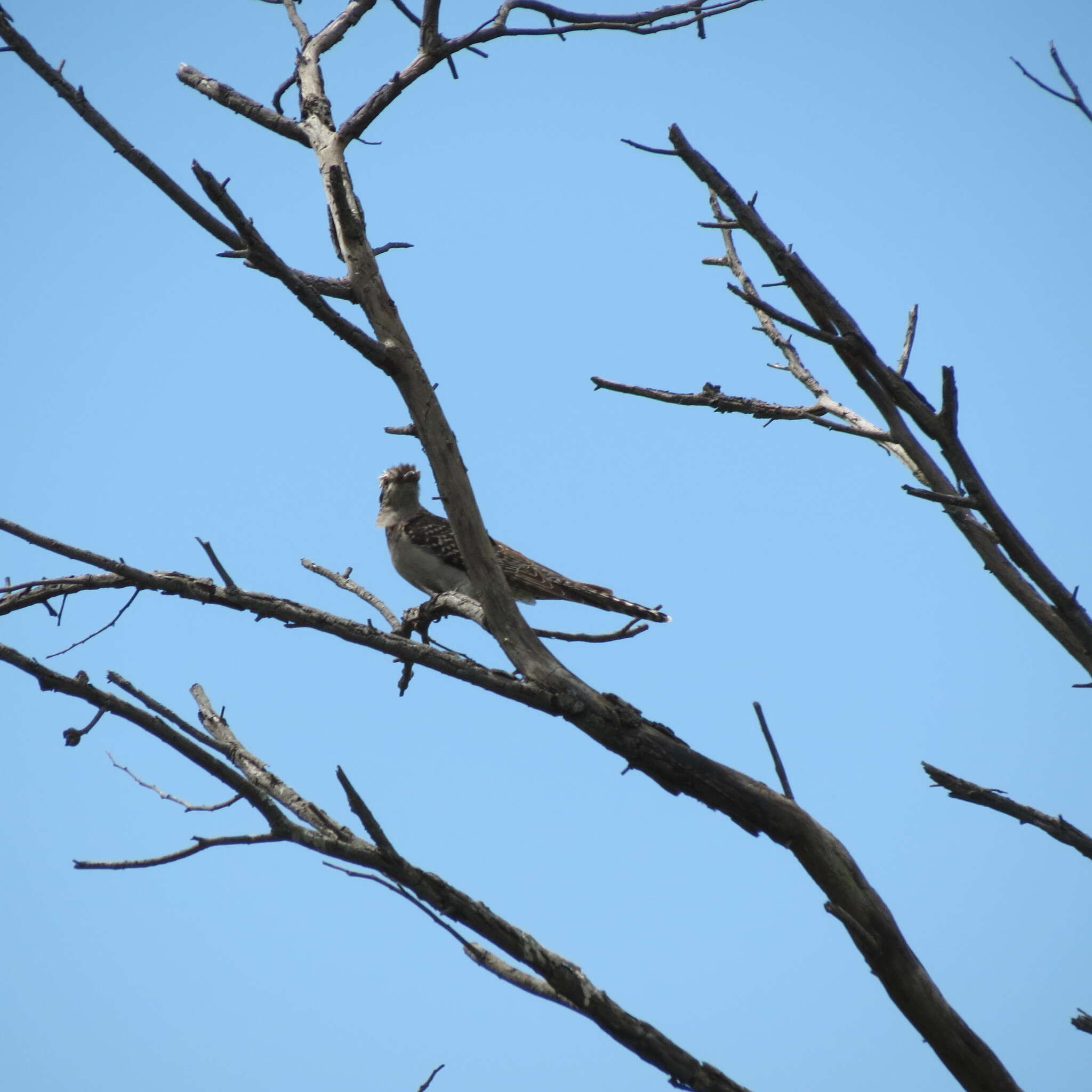 Image of Pallid Cuckoo