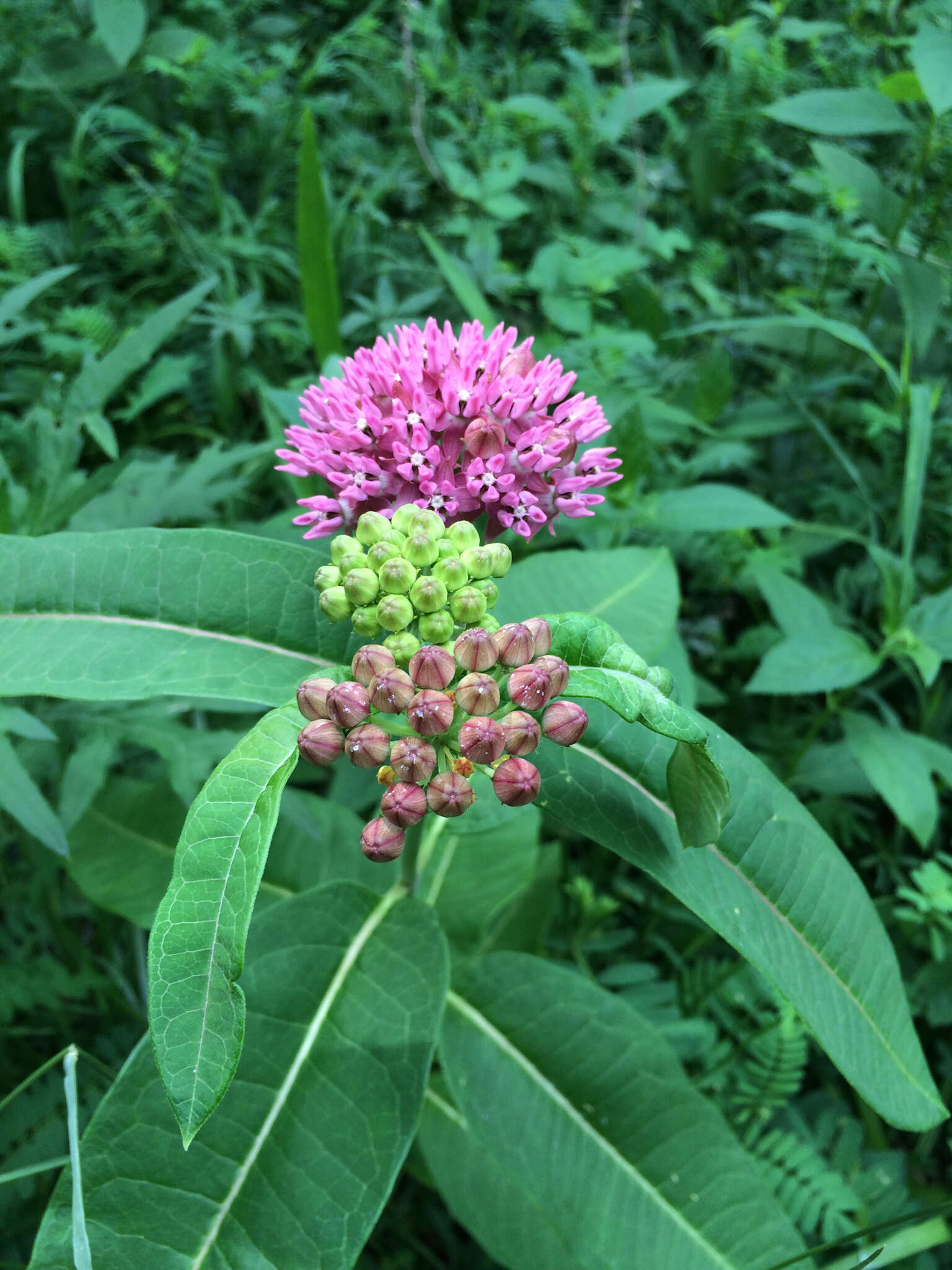 Image of purple milkweed