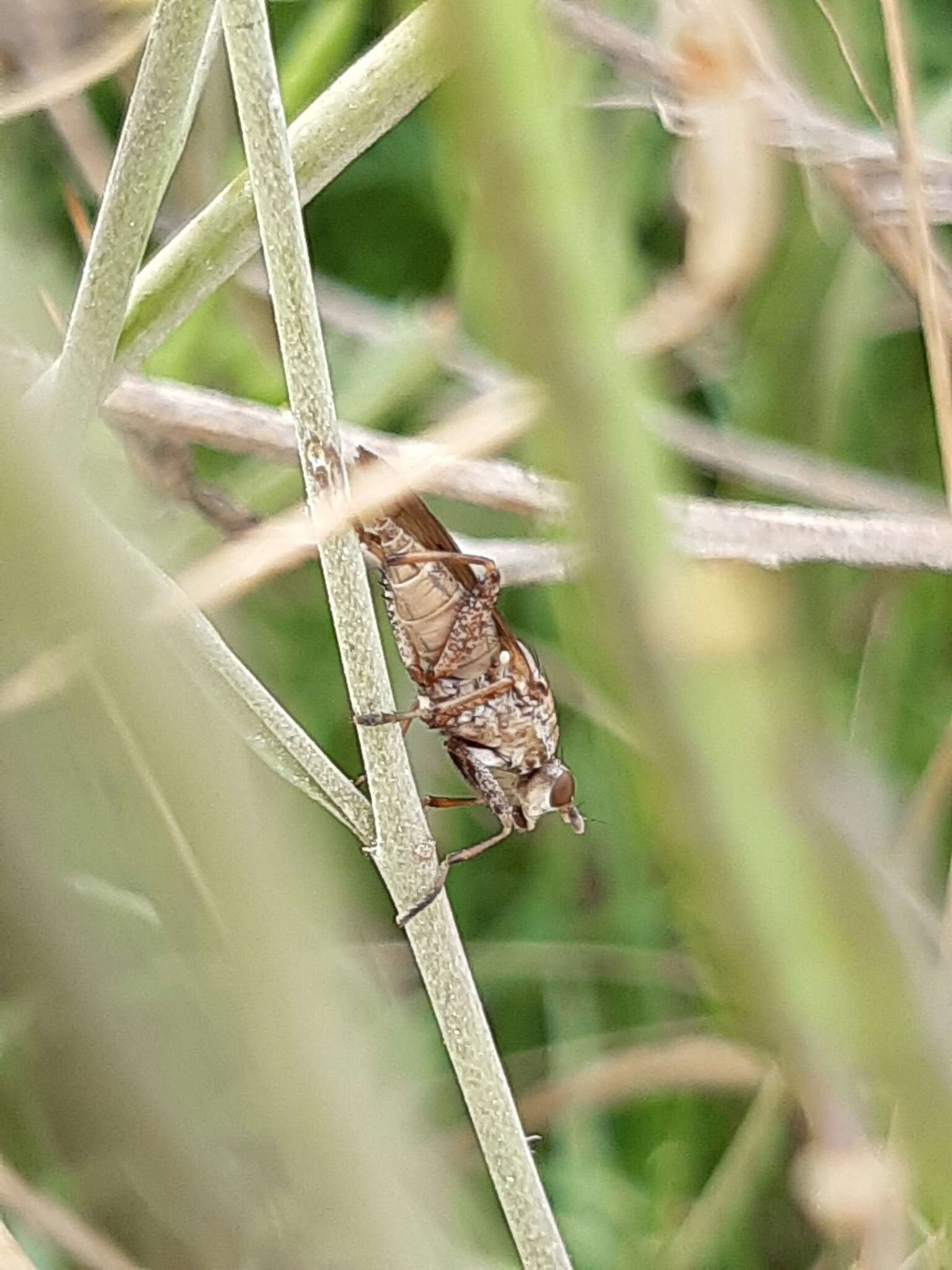 Image of Salticella fasciata (Meigen 1830)