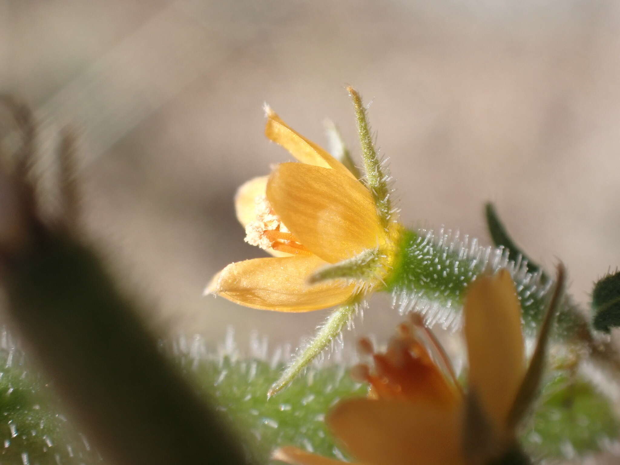 Image of Organ Mountain blazingstar