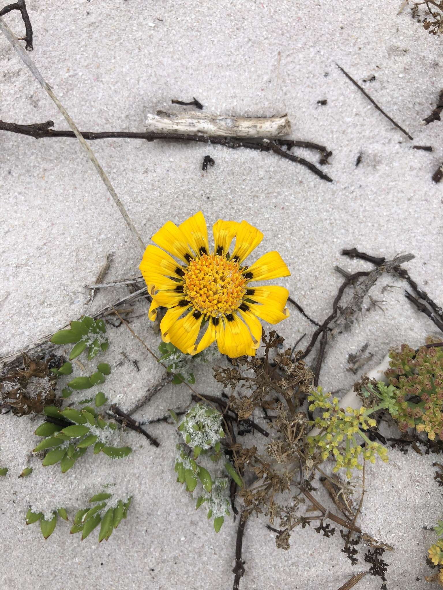 Image of Gazania maritima Levyns