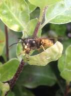 Image of Common wasp