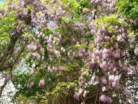 Image of Chinese wisteria