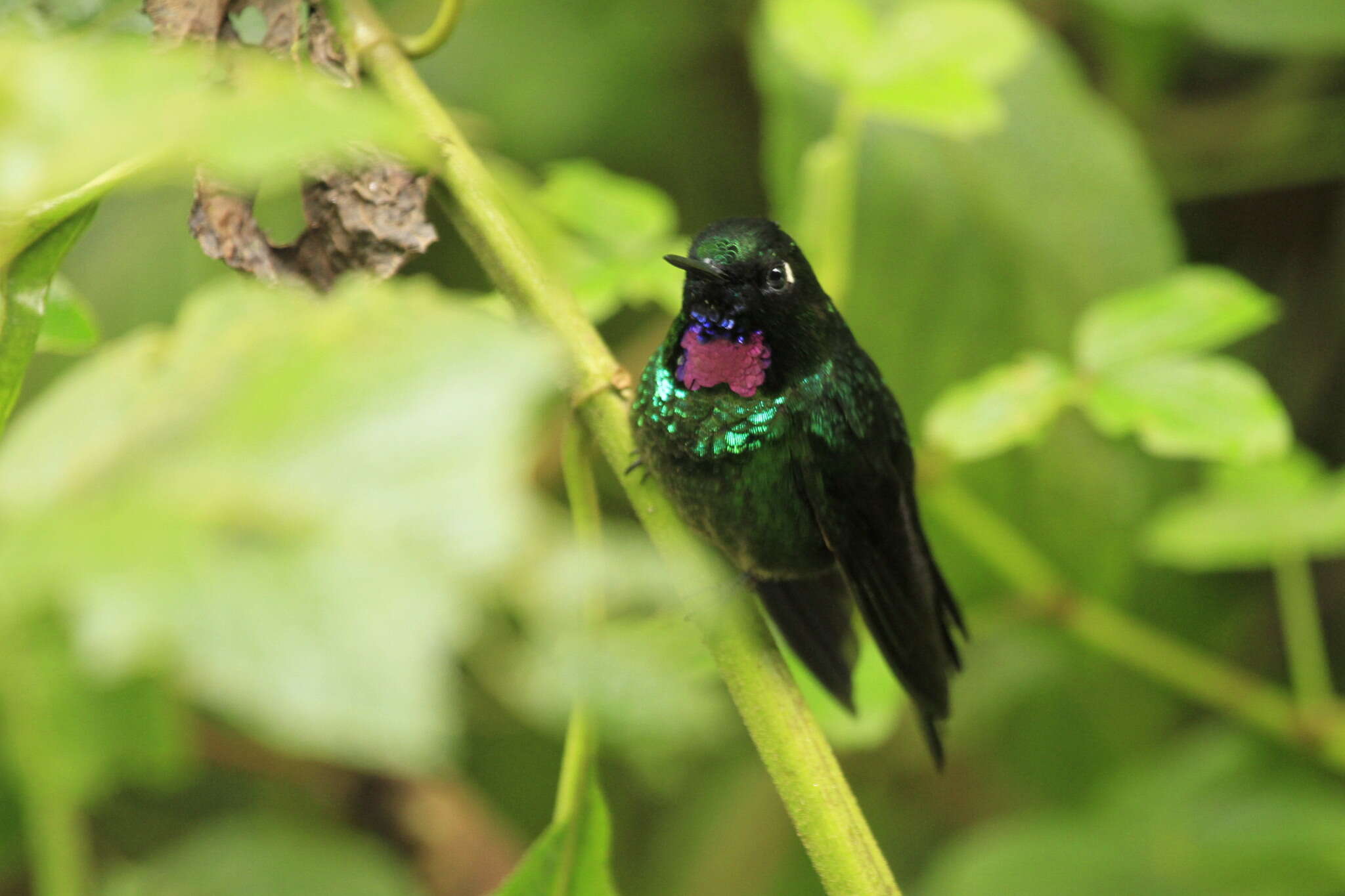 Image of Tourmaline Sunangel