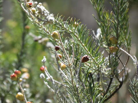 Image of Phylica villosa Thunb.