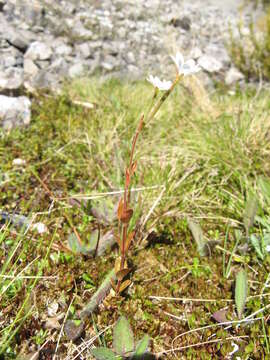 Image de Epilobium chlorifolium Hausskn.