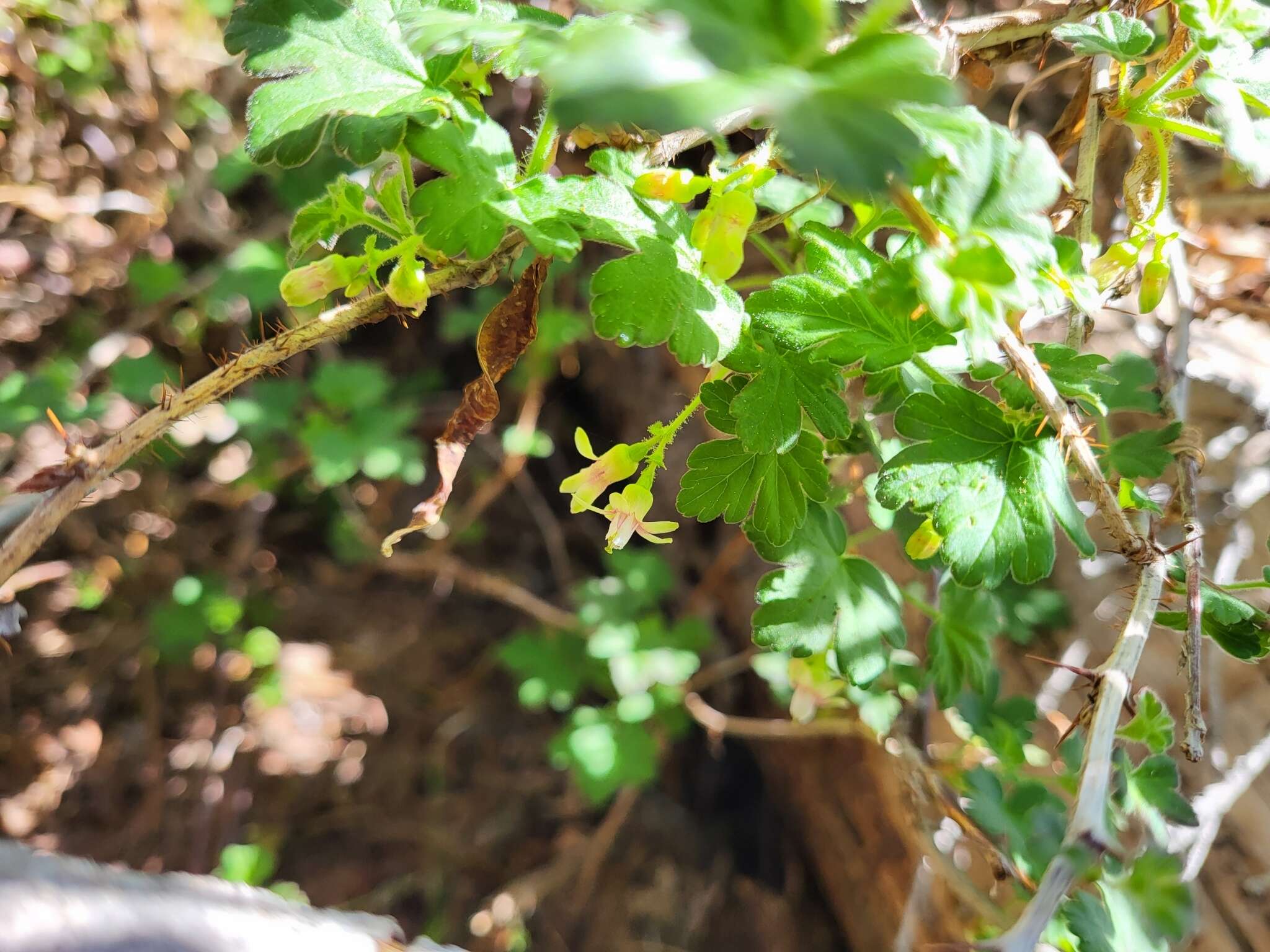 Image of Idaho gooseberry