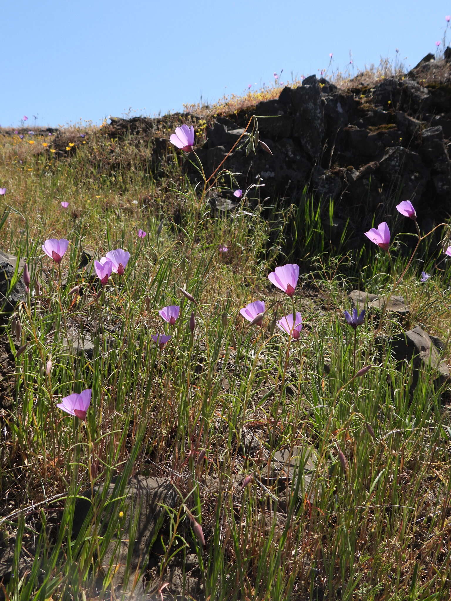 Image of glandular clarkia