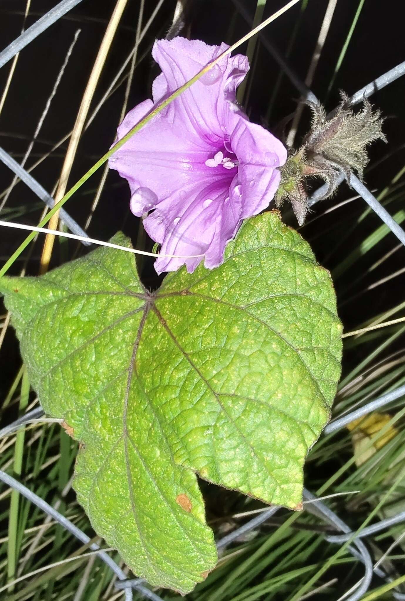 Image of Small Morning Glory