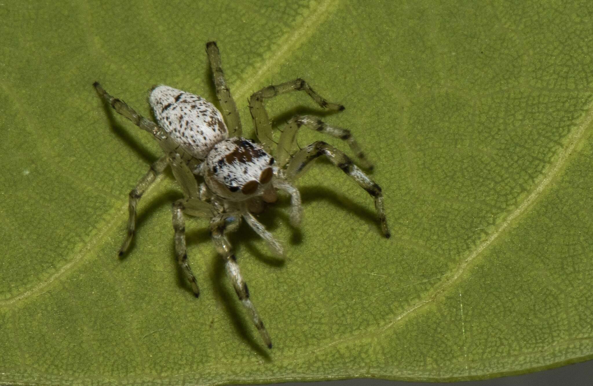 Image of Jumping spider