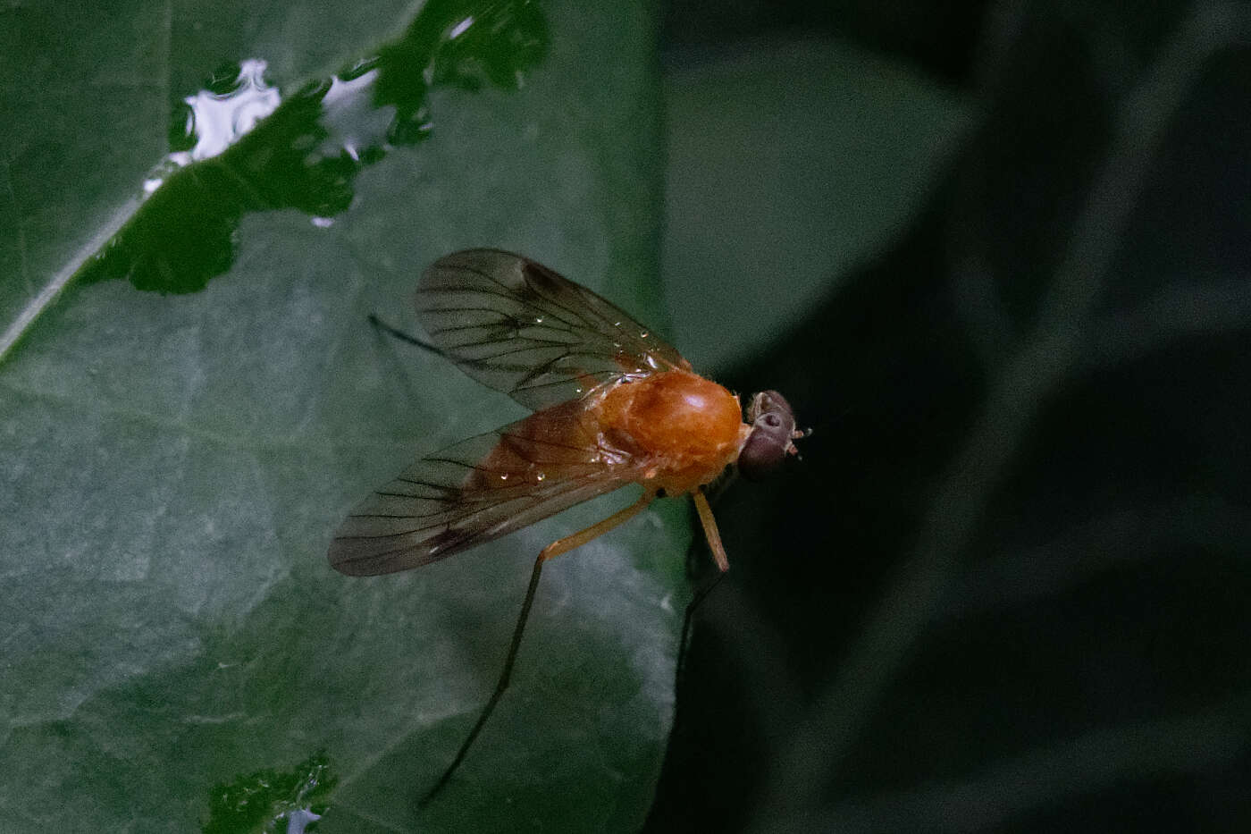 Image of Chrysopilus laetus Zetterstedt 1842