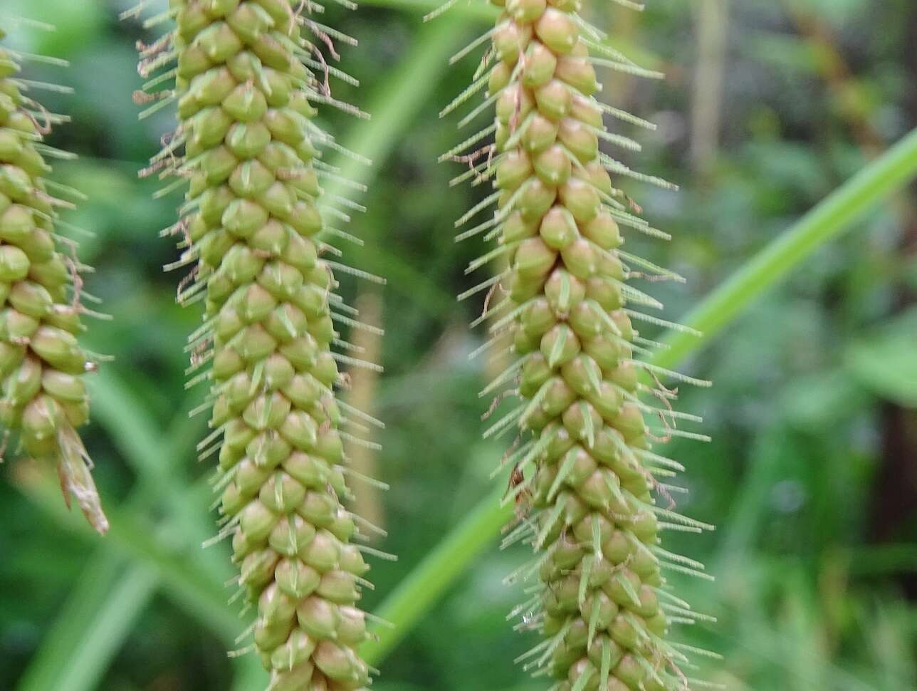 Image of fringed sedge