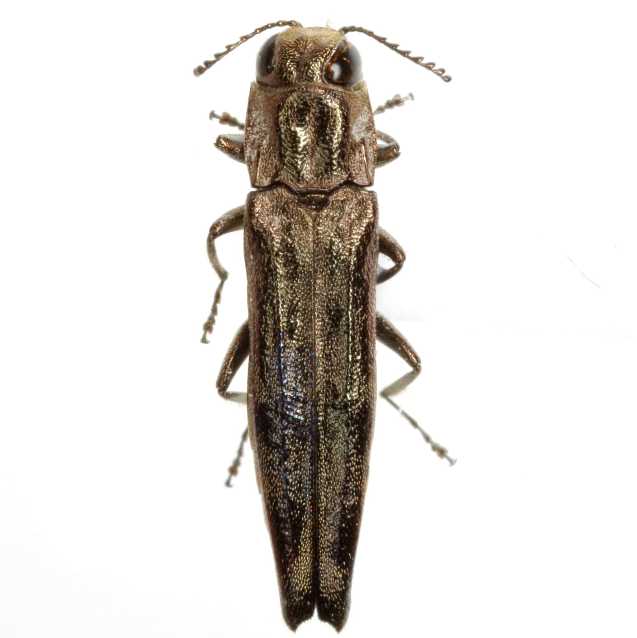 Image of Agrilus subtropicus Schaeffer 1905