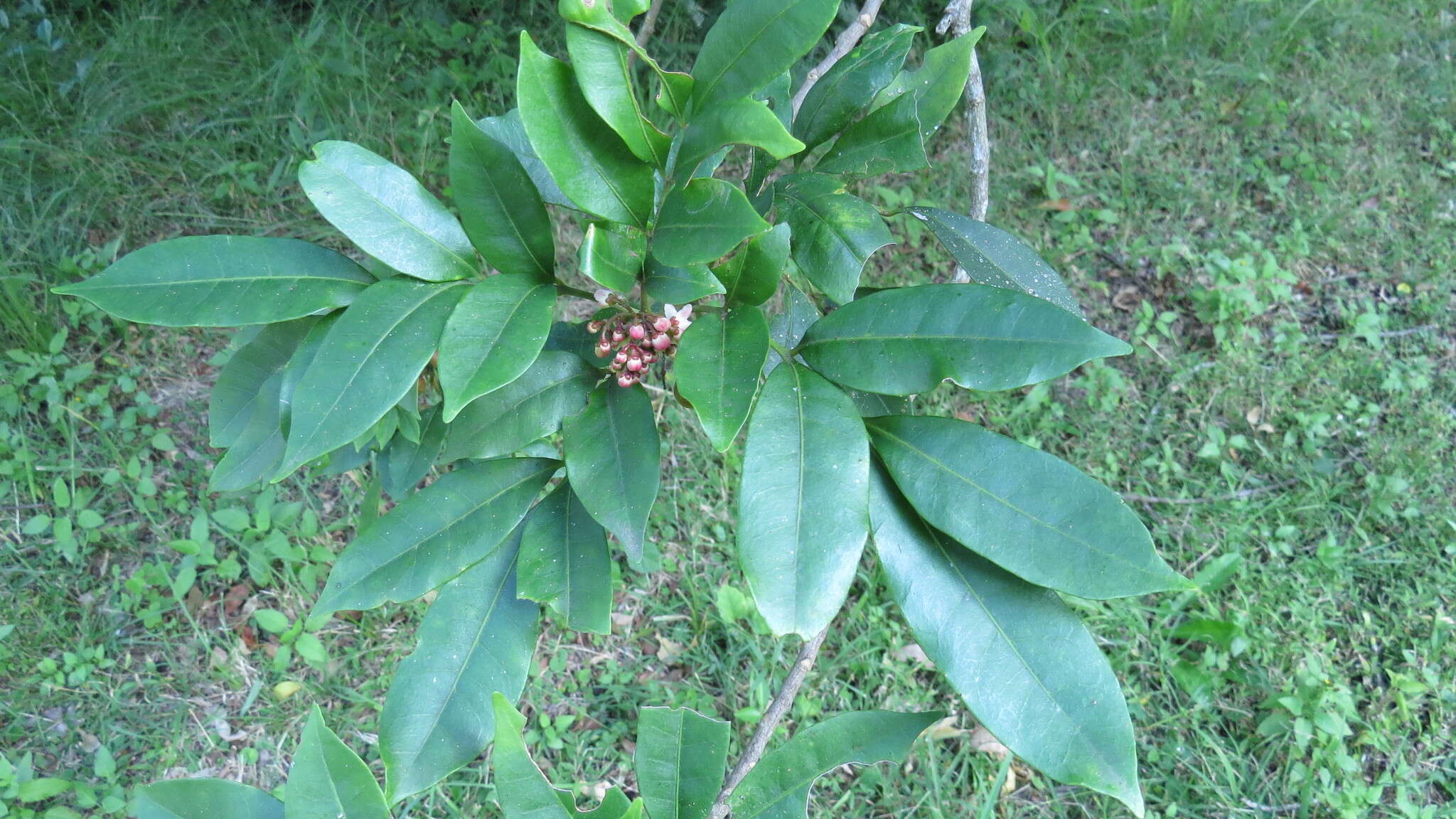 Image of Synoum glandulosum subsp. glandulosum