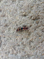 Image of Large Milkweed Bug