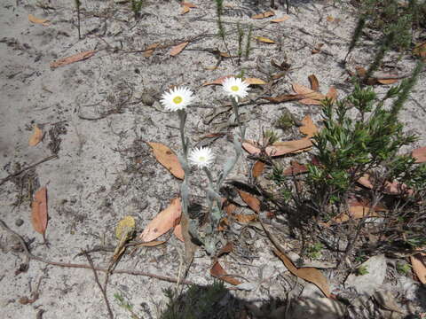 Plancia ëd Argentipallium blandowskianum (Steetz ex Sond.) P. G. Wilson