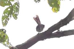Image of Chestnut-capped Flycatcher