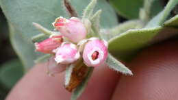 Image de Arctostaphylos canescens subsp. canescens