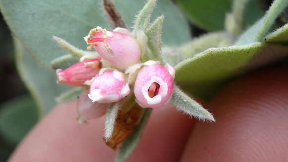 Image of hoary manzanita