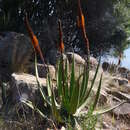 Aloe barbara-jeppeae T. A. McCoy & Lavranos resmi