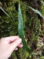 Imagem de Asplenium ensiforme Wall.