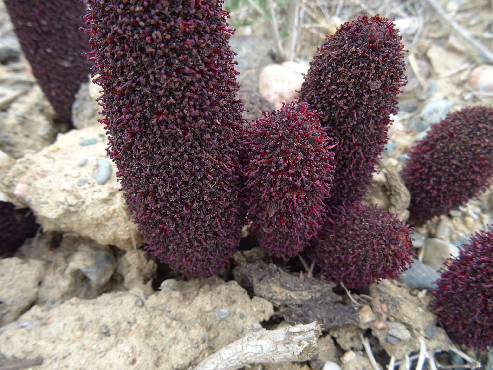 Image of Cynomorium coccineum subsp. songaricum (Rupr.) J. Leonard