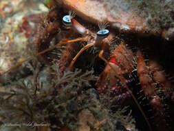 Image of bareye hermit