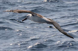 Image of Atlantic Yellow-nosed Albatross