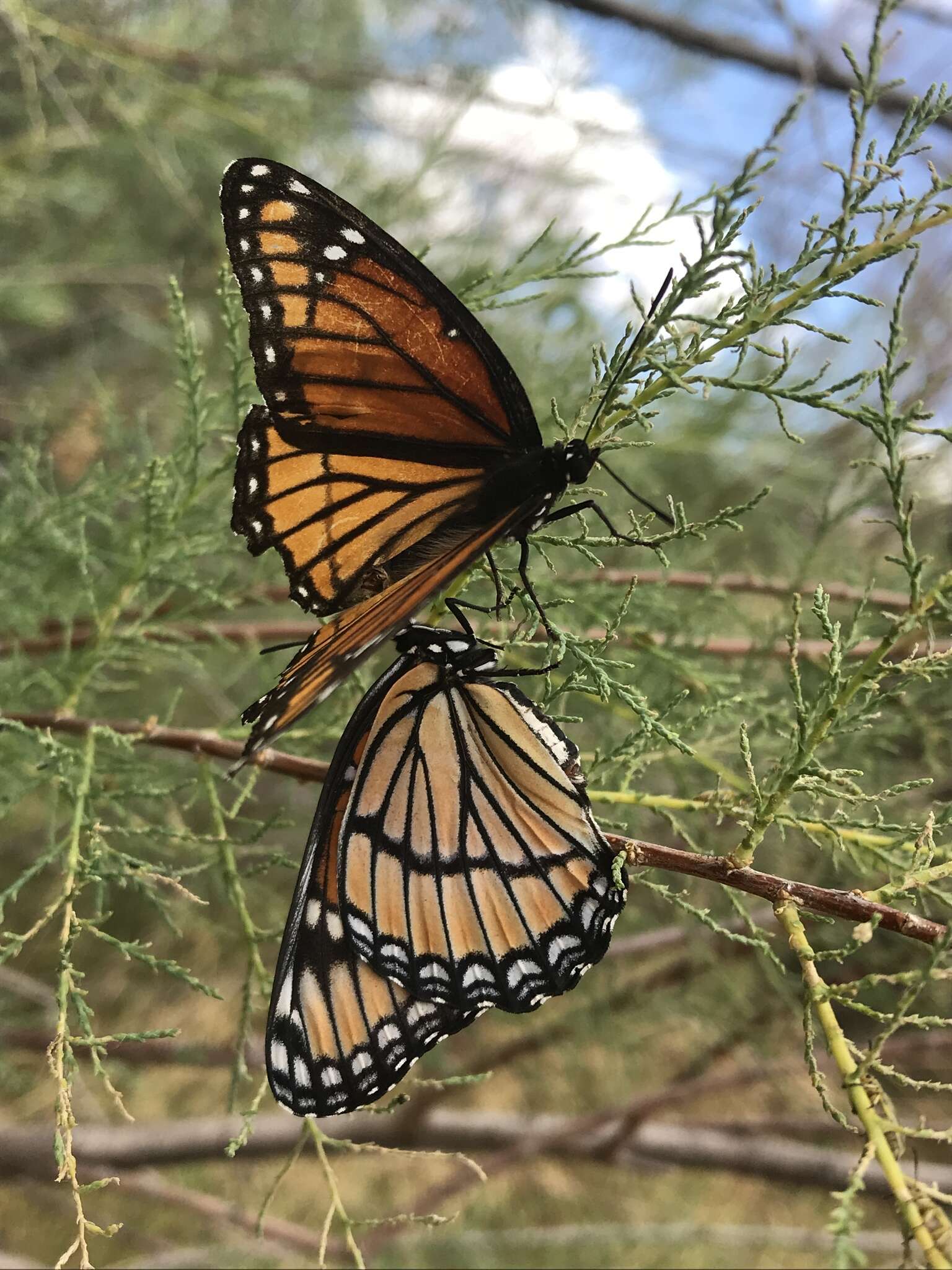 Image of Limenitis archippus archippus