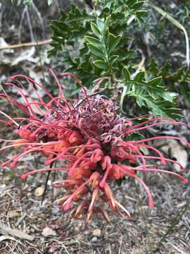 Image of Fuchsia grevillea