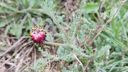 Imagem de Platycapnos spicata (L.) Bernh.