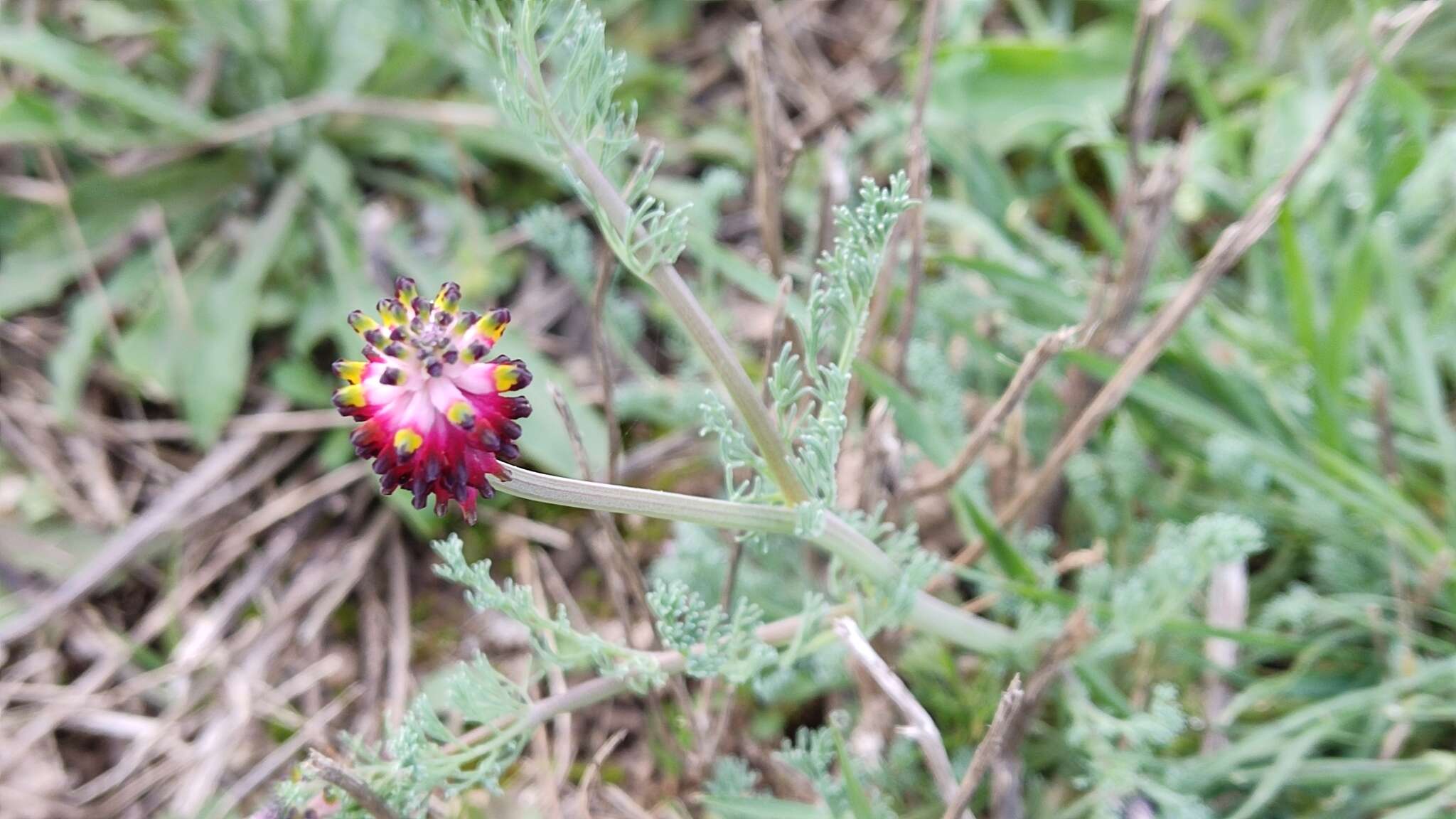 Image of Platycapnos spicata (L.) Bernh.