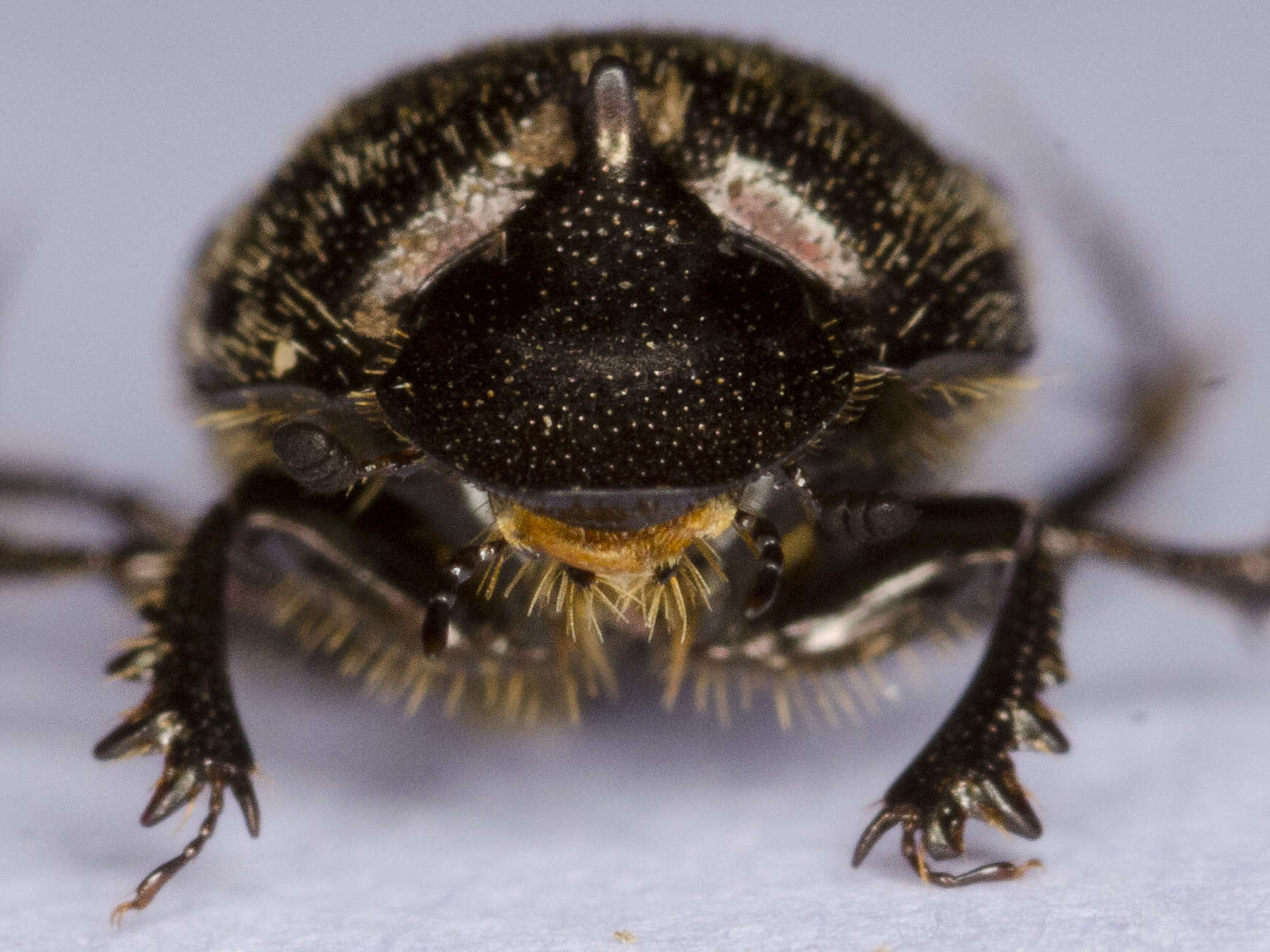 Image of Onthophagus (Palaeonthophagus) similis (Scriba 1790)