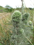 Image of Rhopalomyia saissanica (Fedotova 1999)