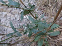 Image of Plumbago europaea L.