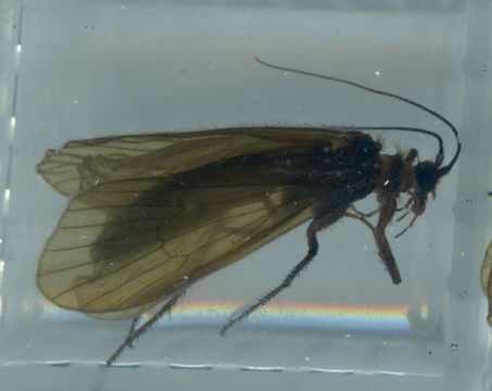 Image of <i>Hydatophylax infumatus</i> (Mc Lachlan 1865)