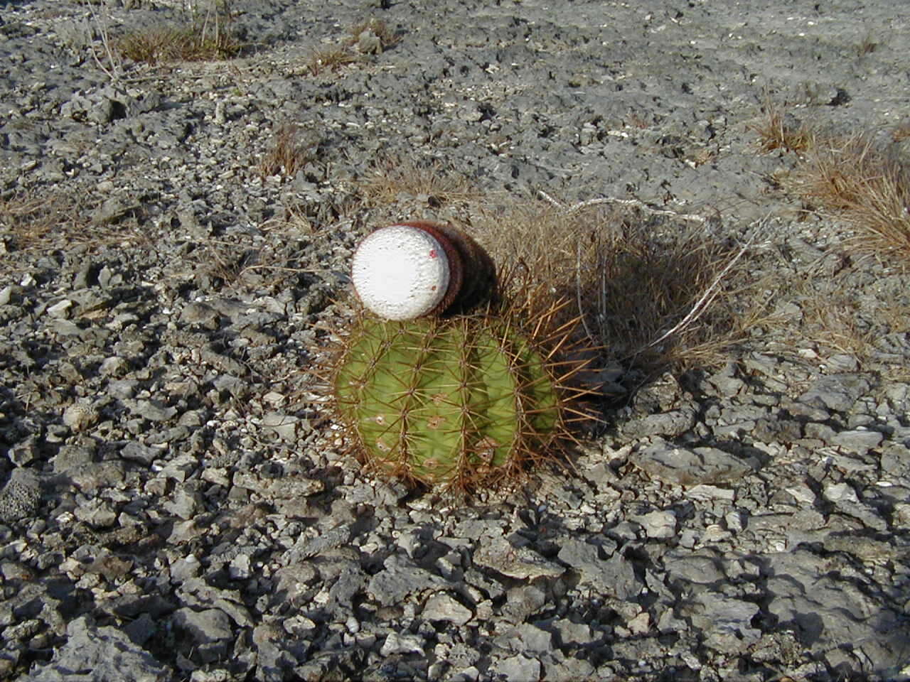 Image of Melocactus macracanthos (Salm-Dyck) Link & Otto