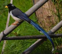Image of Gold-billed Magpie