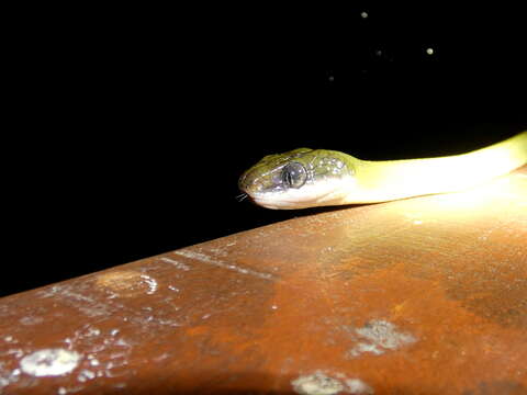 Image of Black-headed Cat Snake