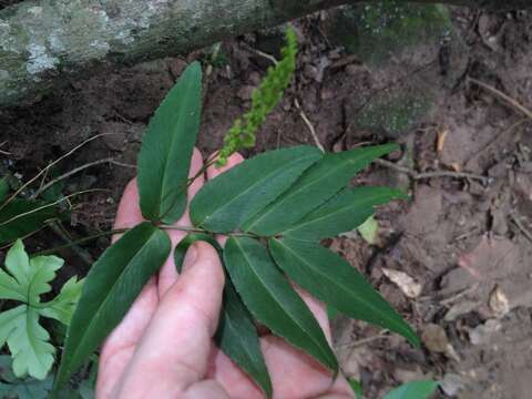 Imagem de Anemia phyllitidis (L.) Sw. var. phyllitidis